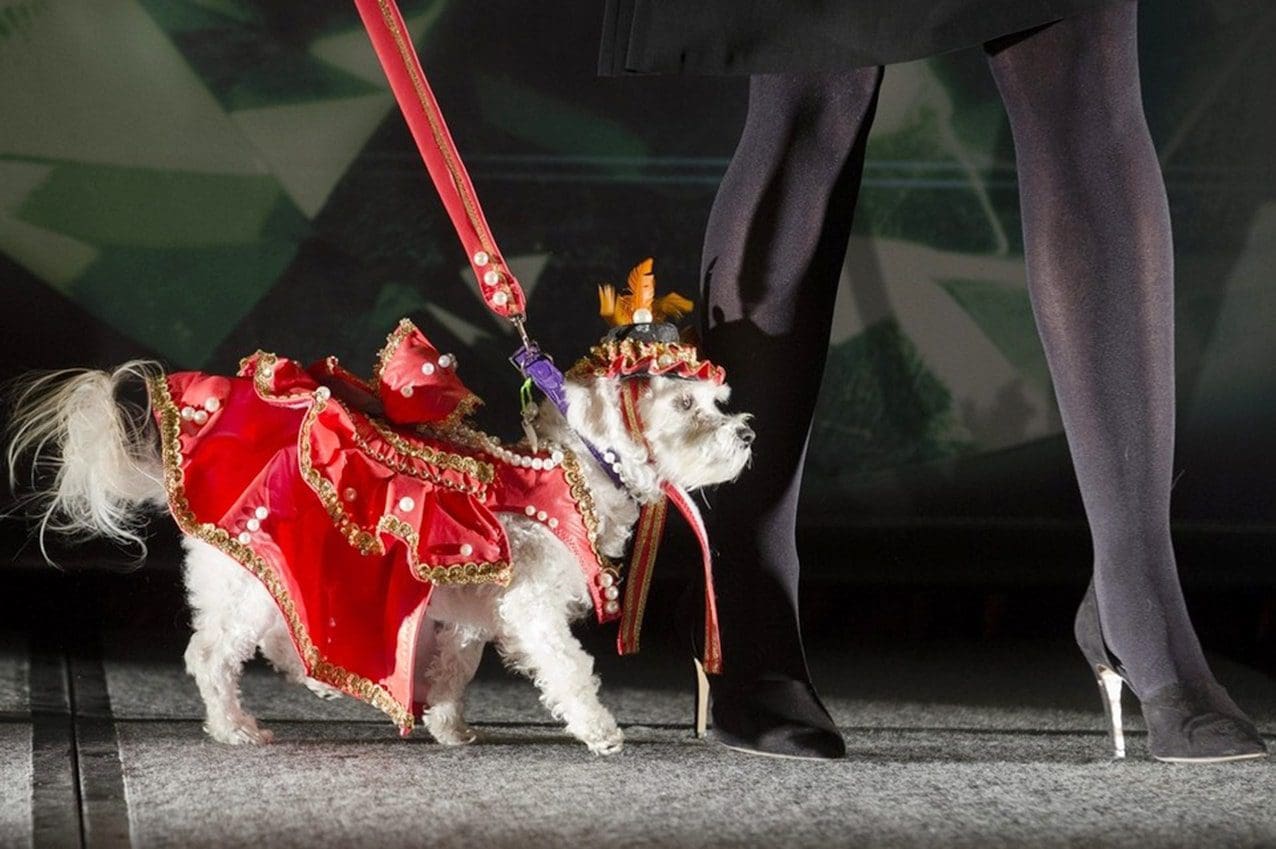 Défilé de mode pour animaux de compagnie à New York par Runway Magazine