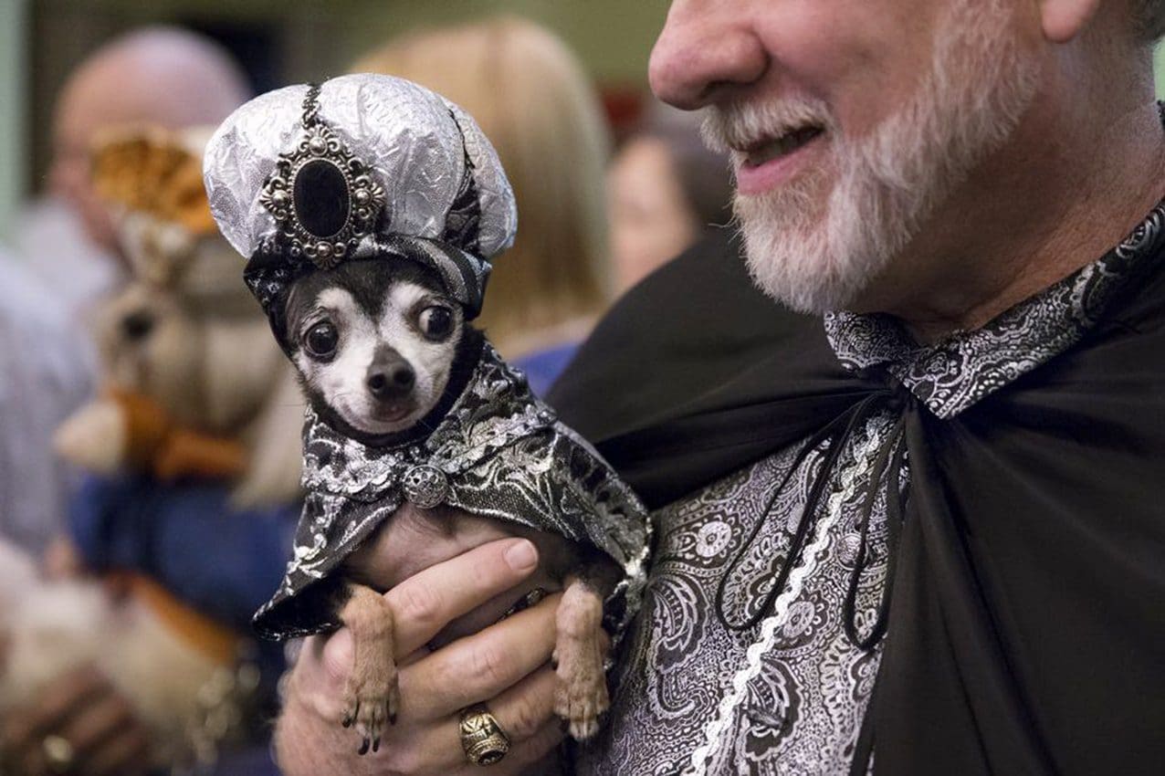 Défilé de mode pour animaux de compagnie à New York par Runway Magazine