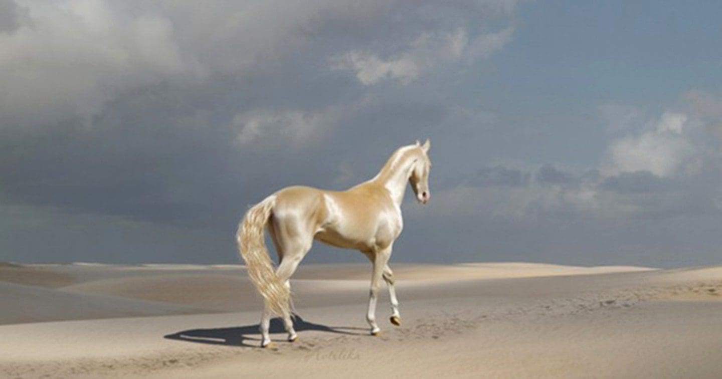 Akhal-Teke Akhal-Teke