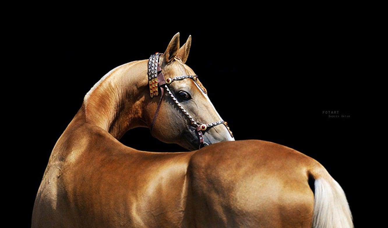 Akhal-Teke Akhal-Teke