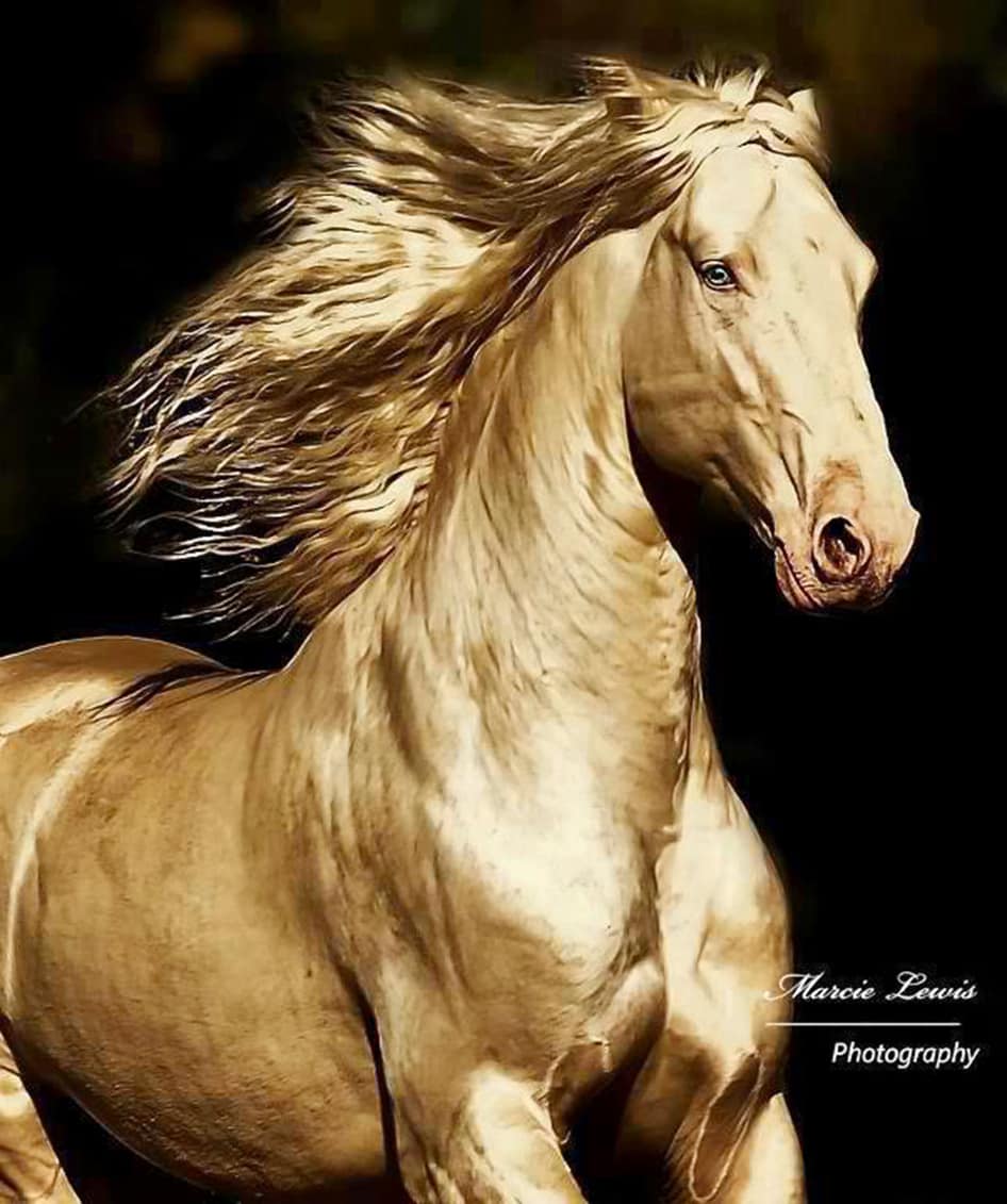 Akhal-Teke Akhal-Teke
